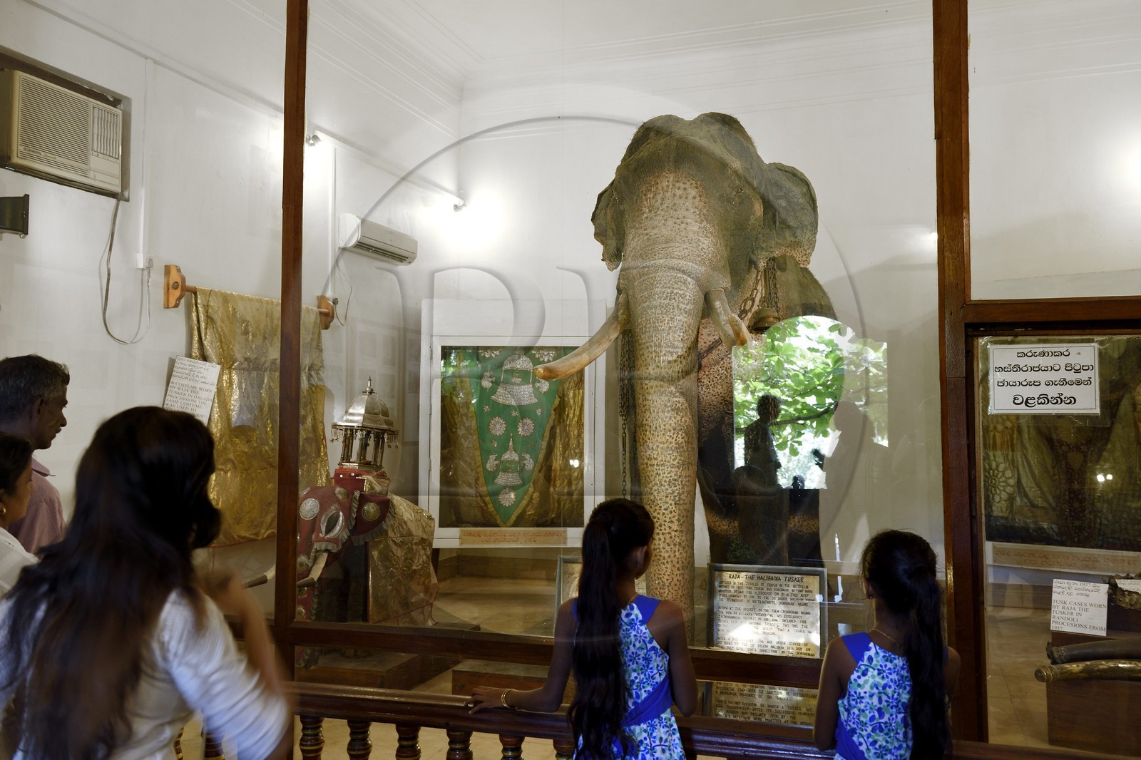 Sri Lanka, province du centre, Kandy, ville sacrée classée patrimoine mondial de l'UNESCO, Temple de la Dent de Bouddha (Sri Dalada Maligawa), salle de l'éléphant Rajah qui contient la dépouille naturalisée de l'éléphant du temple de la Dent mort en 1988 après cinquante ans au services des processions bouddhistes