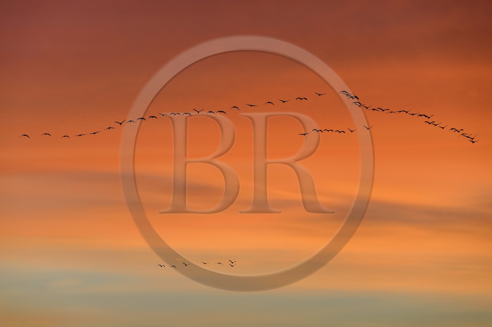 France, Indre (36), le Berry, parc naturel régional de la Brenne, Rosnay, étang de la Mer Rouge, grue cendrée (grus grus), vol au coucher de soleil