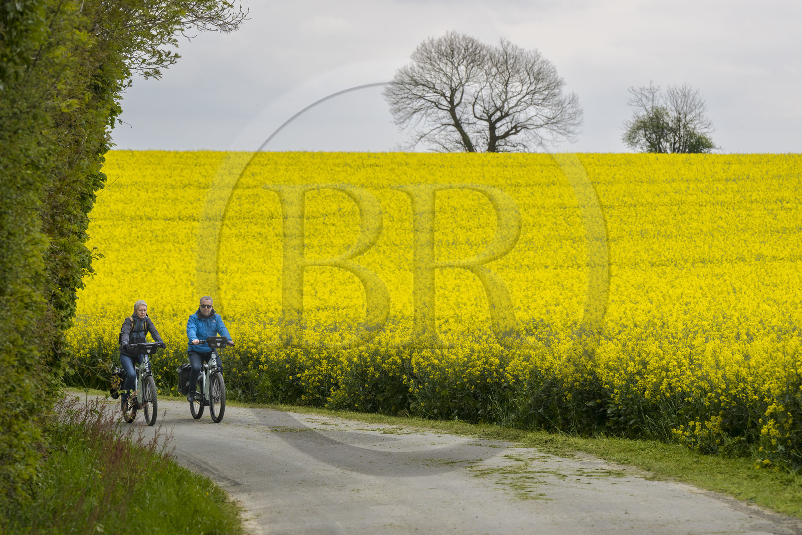 France, Vendée (85), Pouzauges, randonnée cycliste sur la piste de la véloroute Vendée Vélo Tour, un champ de colza en arrière plan