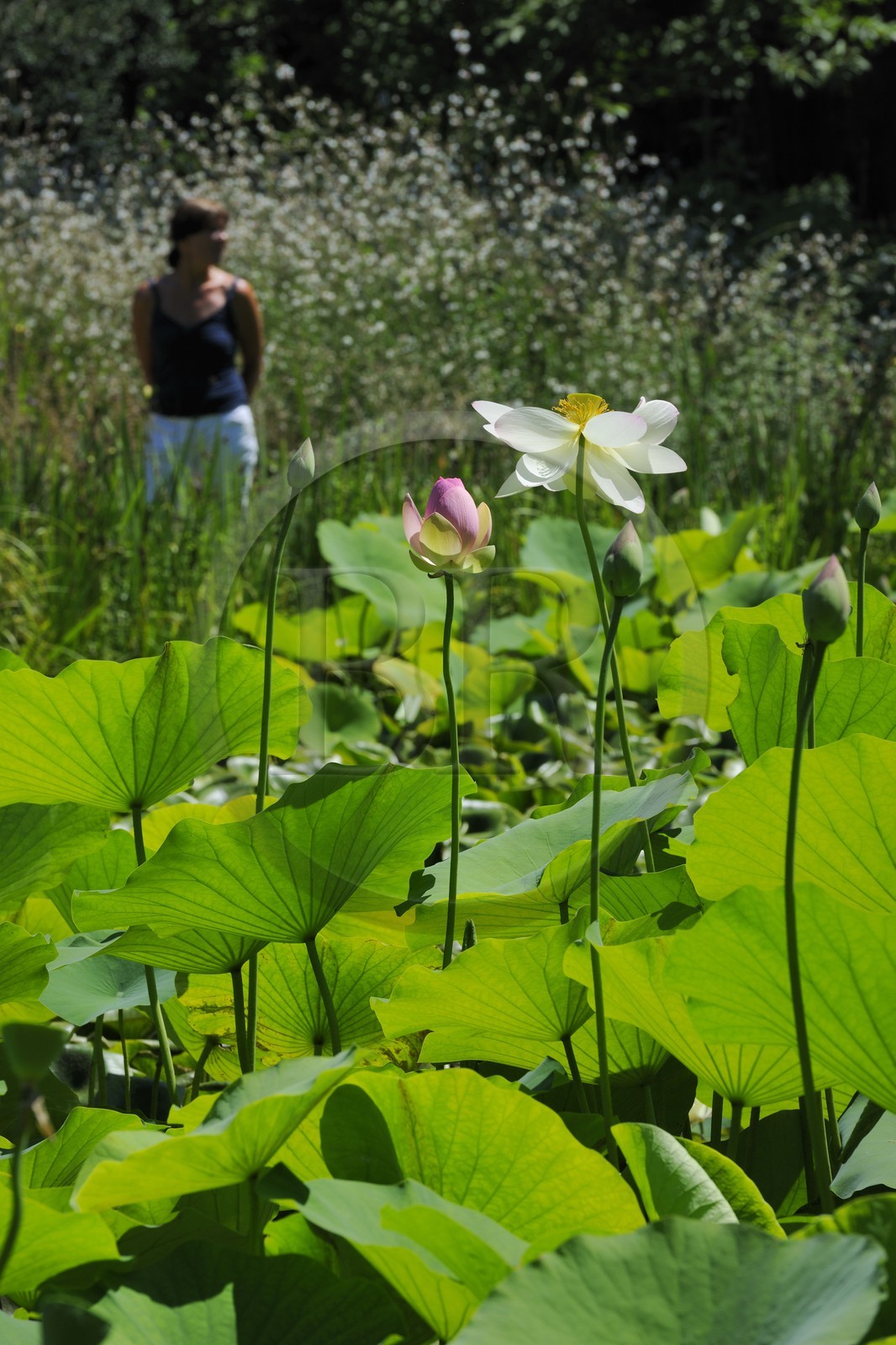 France, Hérault (34), Montpellier, le Jardin des Plantes, lotus des Indes (Nelumbo nucifera gaertner)