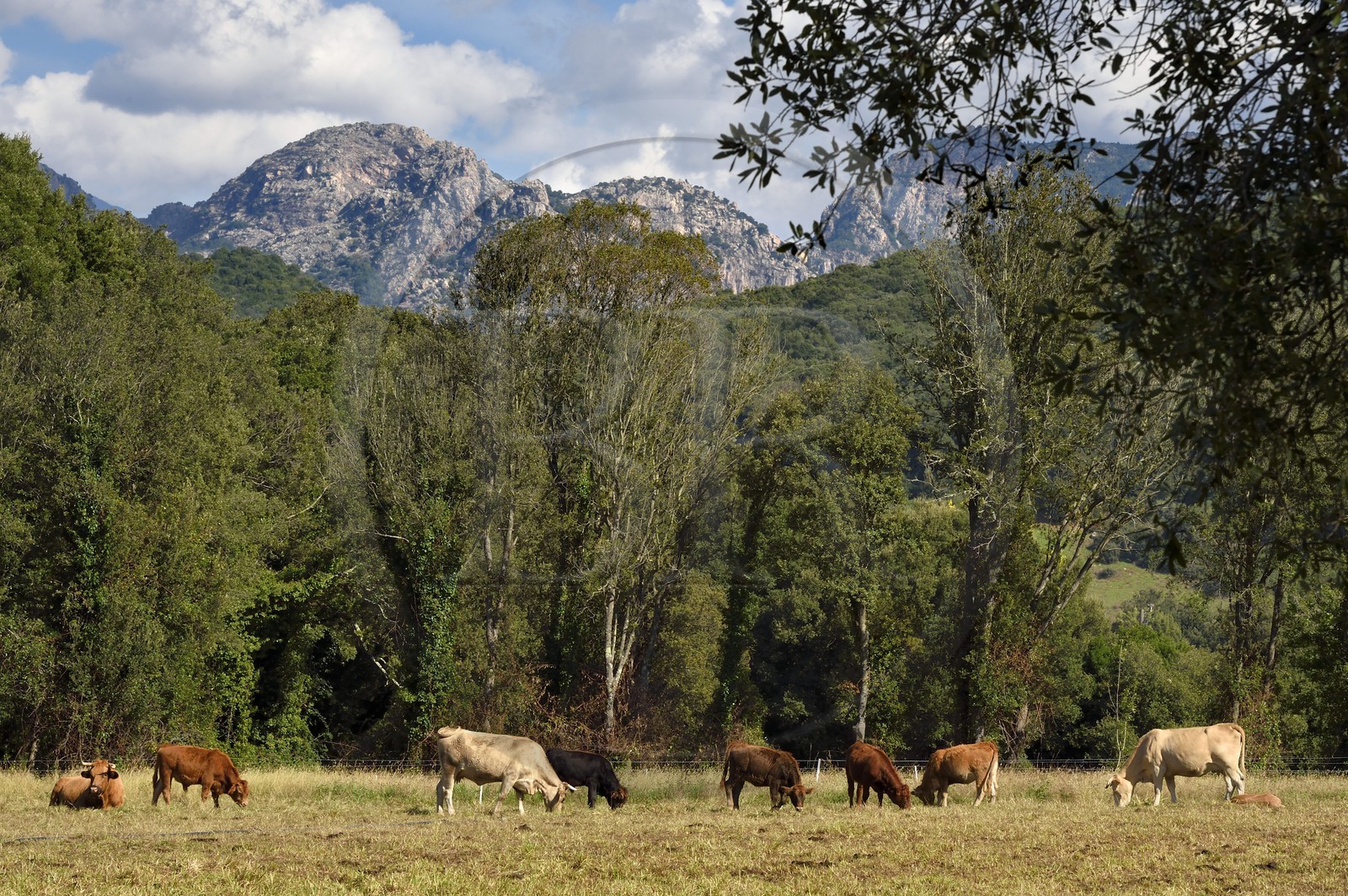 France, Corse-du-Sud (2A), Vallée du Prunelli, Eccica-Suarella, vaches dans les paturages