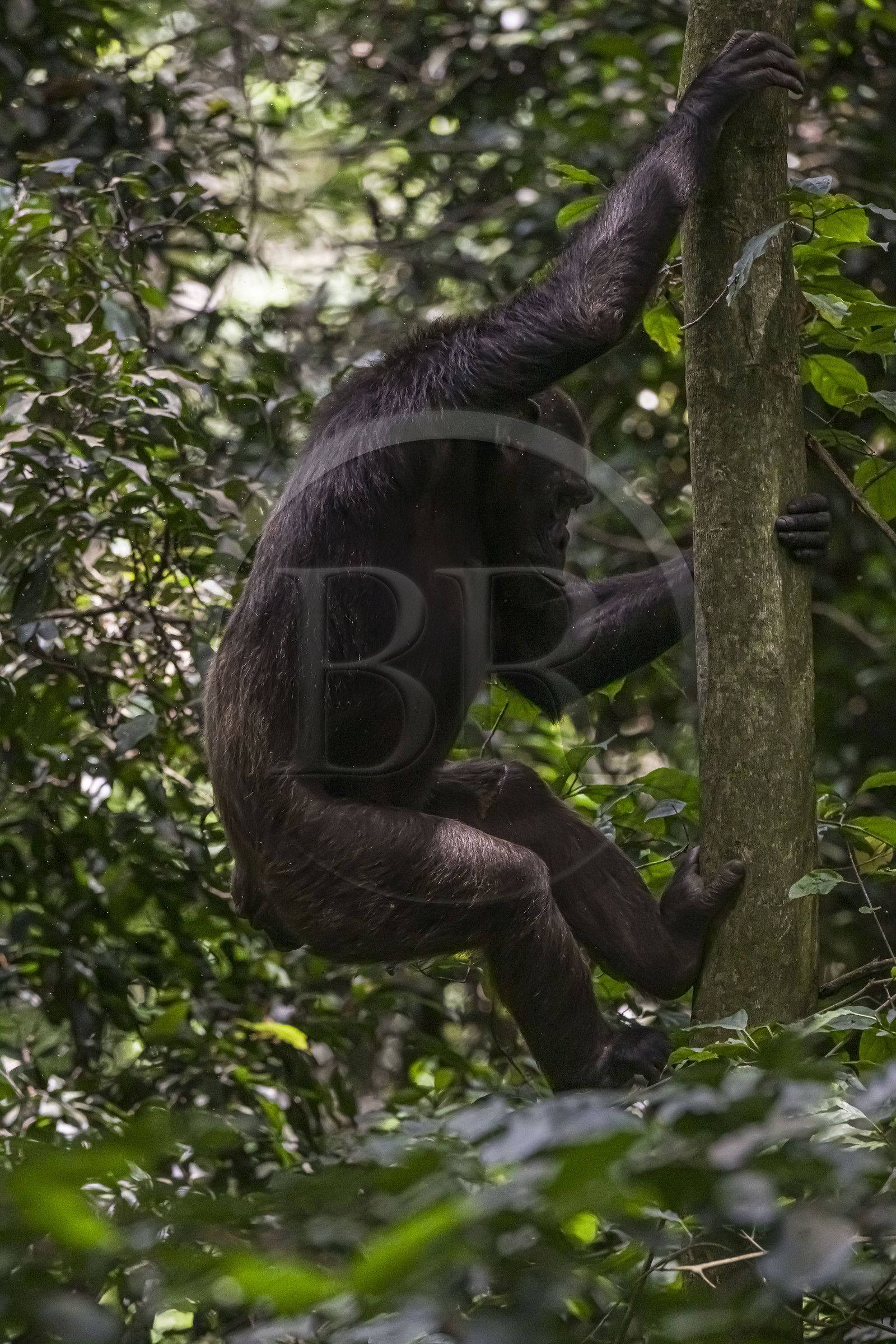 Rwanda, Western Province, Nyakabuye, Nyungwe National Park, natural tropical rain forest of Cyamudongo, female Common chimpanzee (Pan Troglodytes)