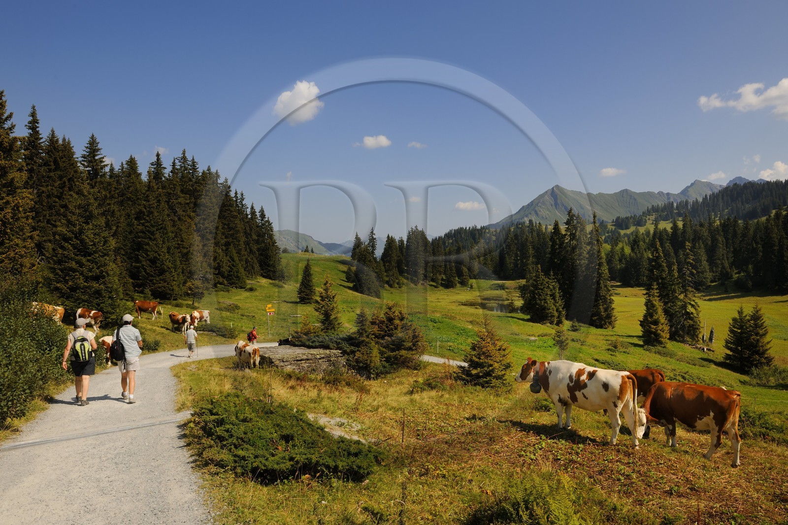Suisse, Canton de Vaud, Villars sur Ollon, hameau de Bretaye