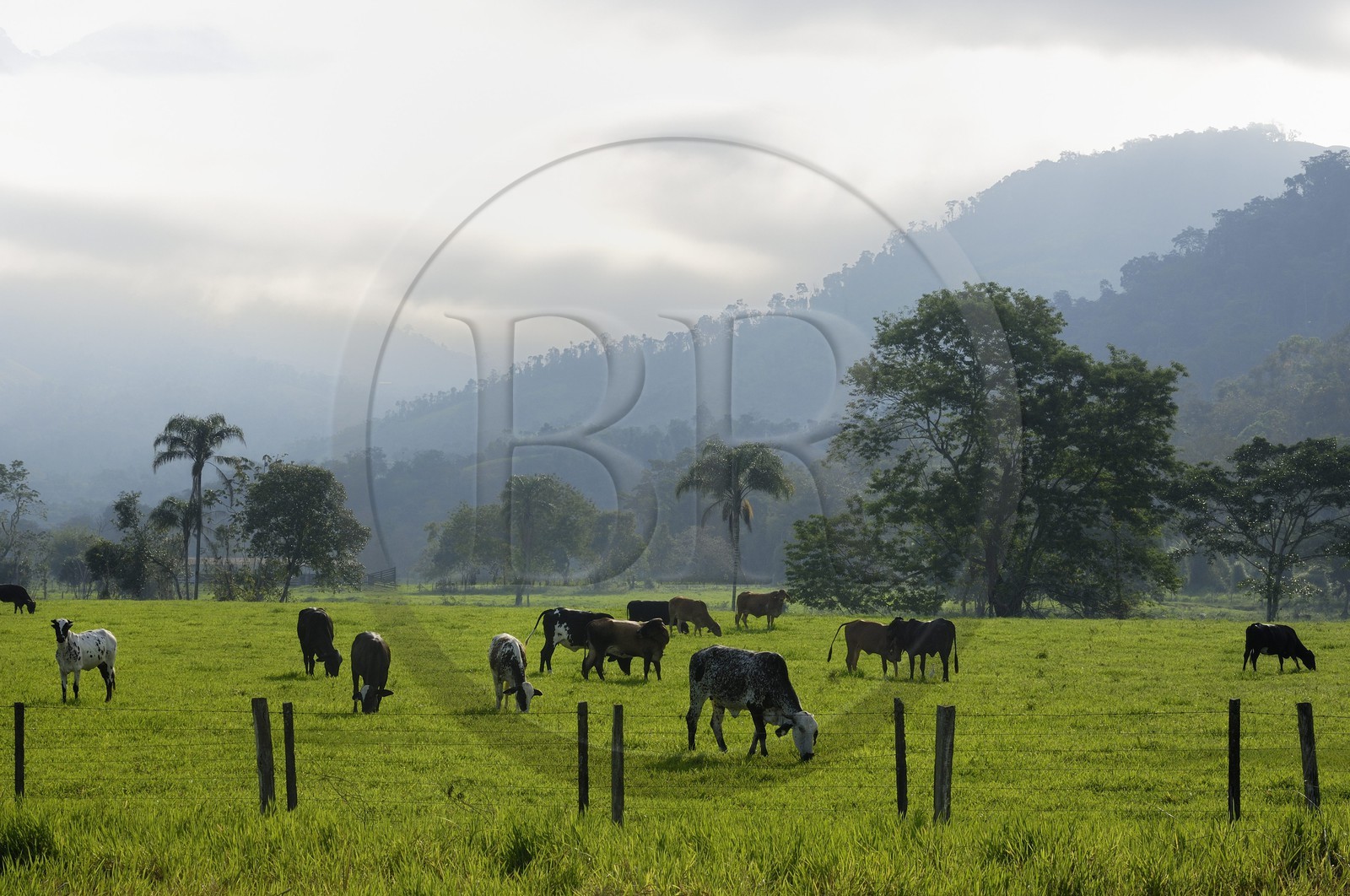 Brésil, Etat de Rio de Janeiro, Parque Nacional de Serra da Bocaina en bordure de la baie de Paraty, vaches au prés (Route de l'or, Estrada Real)