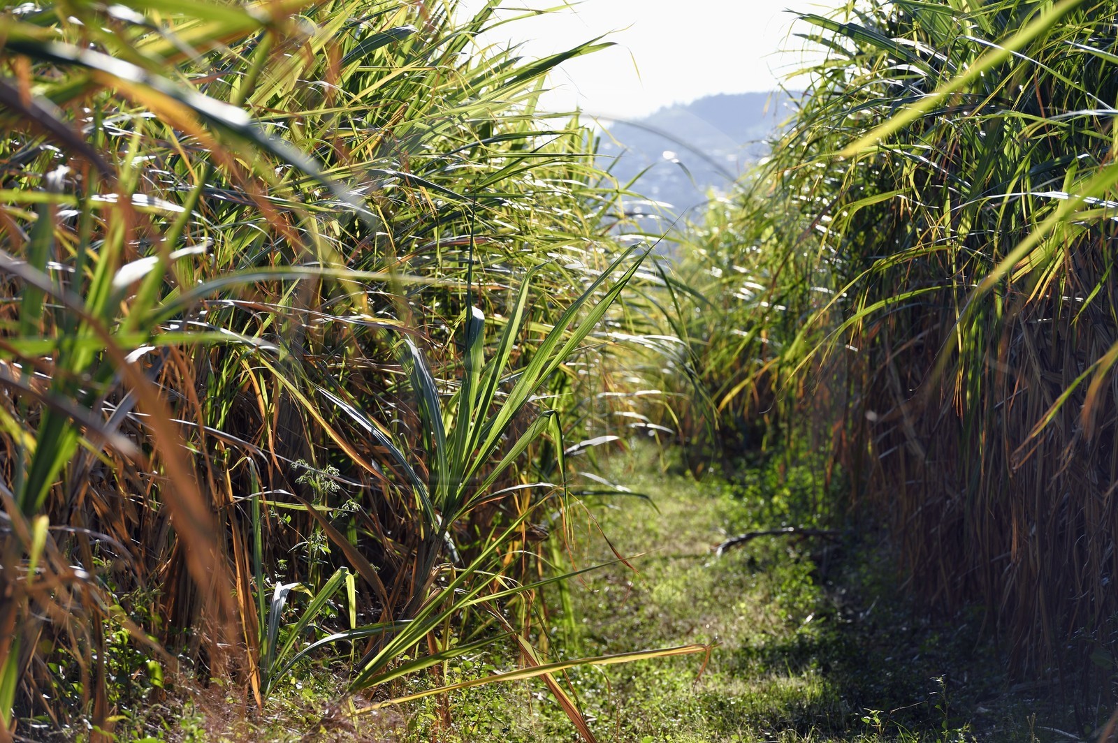 France, Ile de la Reunion, Saint-Louis, champs de canne à sucre