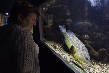 France, Var (83), Ile des Embiez, l'institut océanographique Paul Ricard dans le fort Saint-Pierre, mérou brun (Epinephelus marginatus)