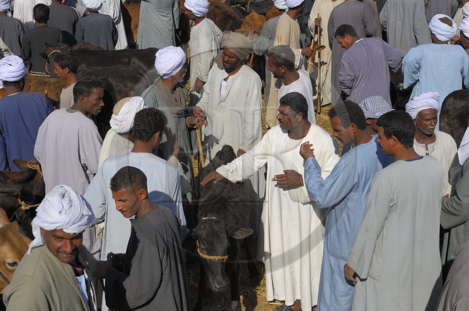 Egypte, Haute Egypte, Daraw au nord d'Assouan, marché aux vaches