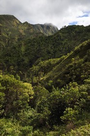 Caraïbes, Ile de la Dominique, Castle Bruce, Parc national du Morne Trois Pitons classé Patrimoine Mondial de l'UNESCO, le long du sentier traversant la forêt tropicale et menant à la la Vallée de la Désolation puis au Boiling Lake