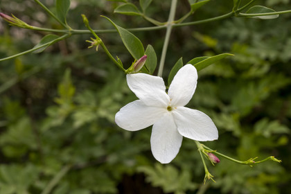 France, Alpes-Maritimes (06), Mouans-Sartoux, Jardins du Musée International de la Parfumerie​ (MIP), fleur de jasmin et boutons (rouges) qui donnerons la fleur du lendemain