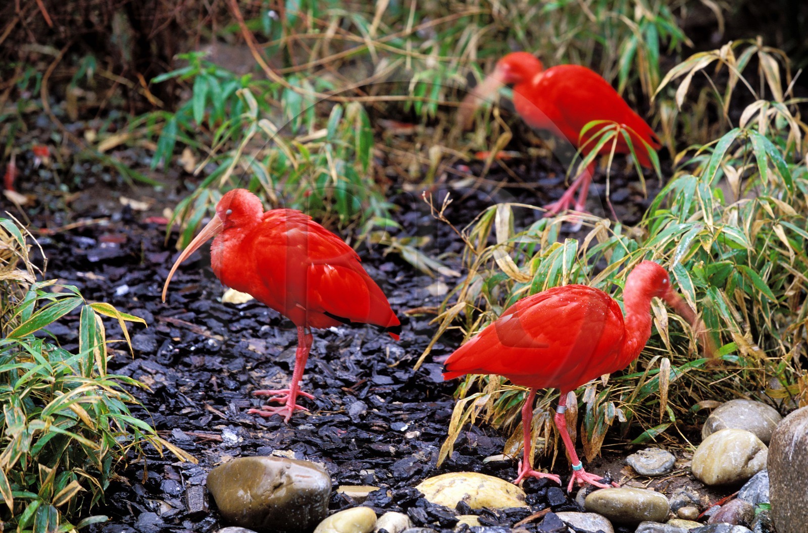 France, Haut Rhin, Mulhouse, red ibis in the botanical and zoological park (Alsace)