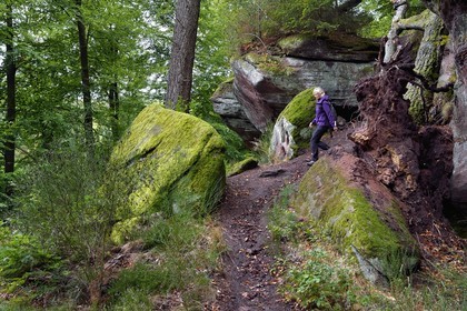 France, Bas-Rhin, Parc regional des Vosges du nord (Northern Vosges Regional Natural Park), La Petite Pierre, hiker on the Trois Roches trail at the Rocher des Paiens (Rock of the Pagans)