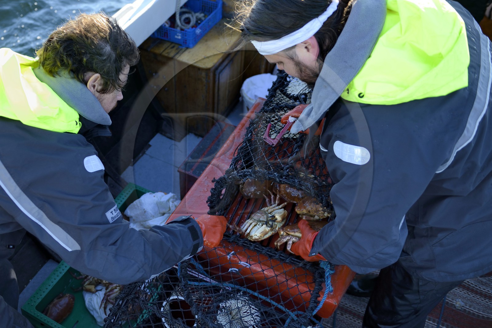 Suède, Västra Götaland, Iles Koster, sortie en mer pour récupérer les casiers à homards, on trouve souvent du crabe dans les casiers