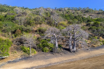 France, Ile de Mayotte, Grande-Terre, Nyambadao, baobab en bordure de la plage de Sakouli (vue aérienne)