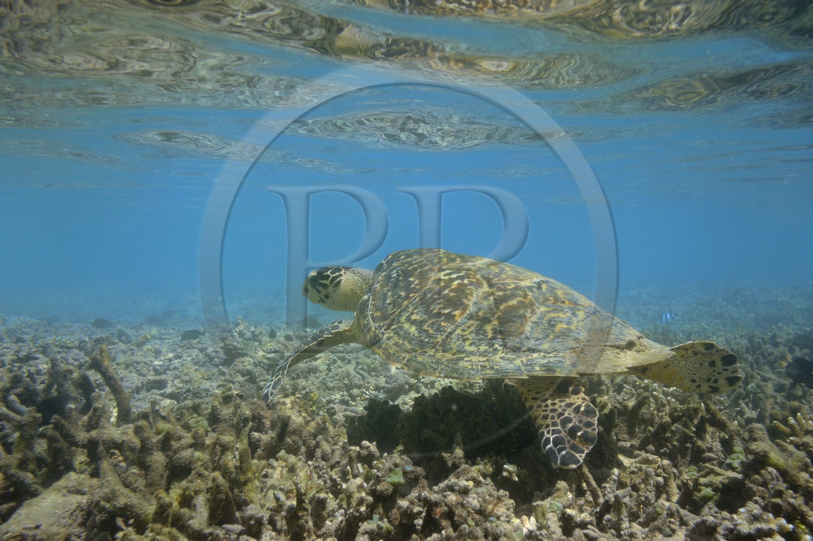 France, Ile de la Reunion, Côte Ouest, Saint-Gilles-Les-Bains (commune de Saint-Paul), le récif corallien du lagon de l'Ermitage, tortue verte (Chelonia mydas) (vue sous-marine)