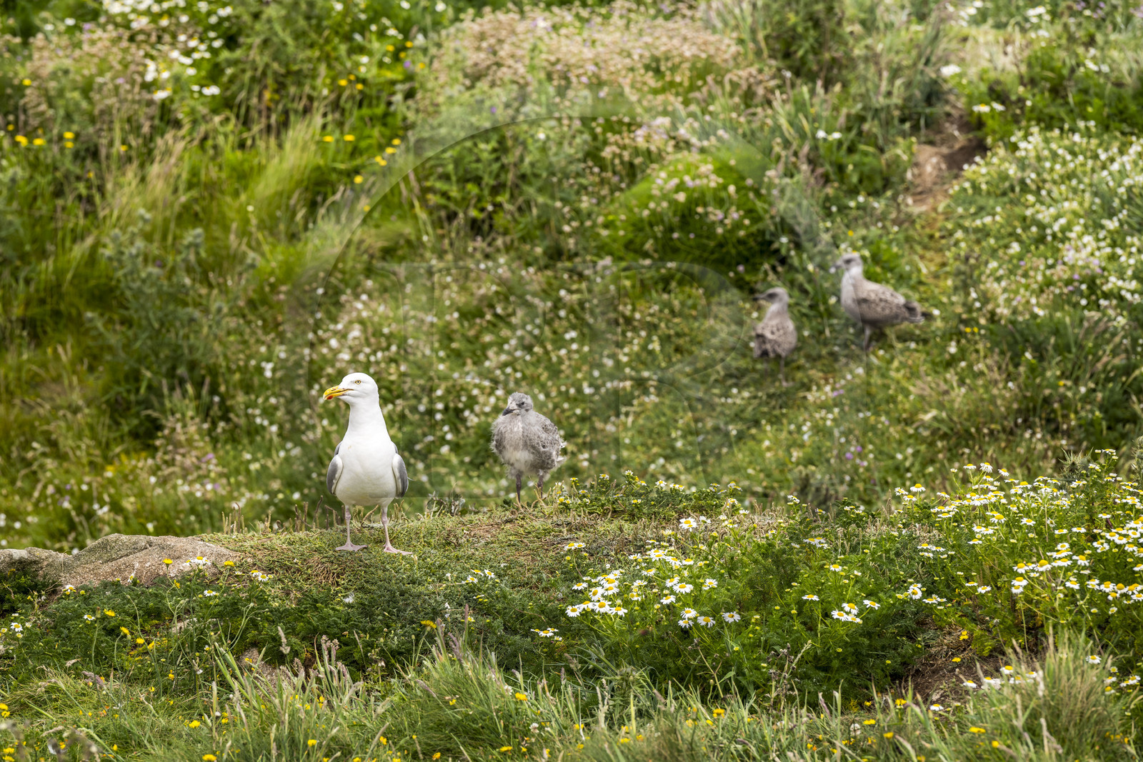 France, Finistère, Abers Country (Pays des Abers), Ile Vierge (Virgin Island) in the Lilia archipelago, many gulls populate the island during the nesting period