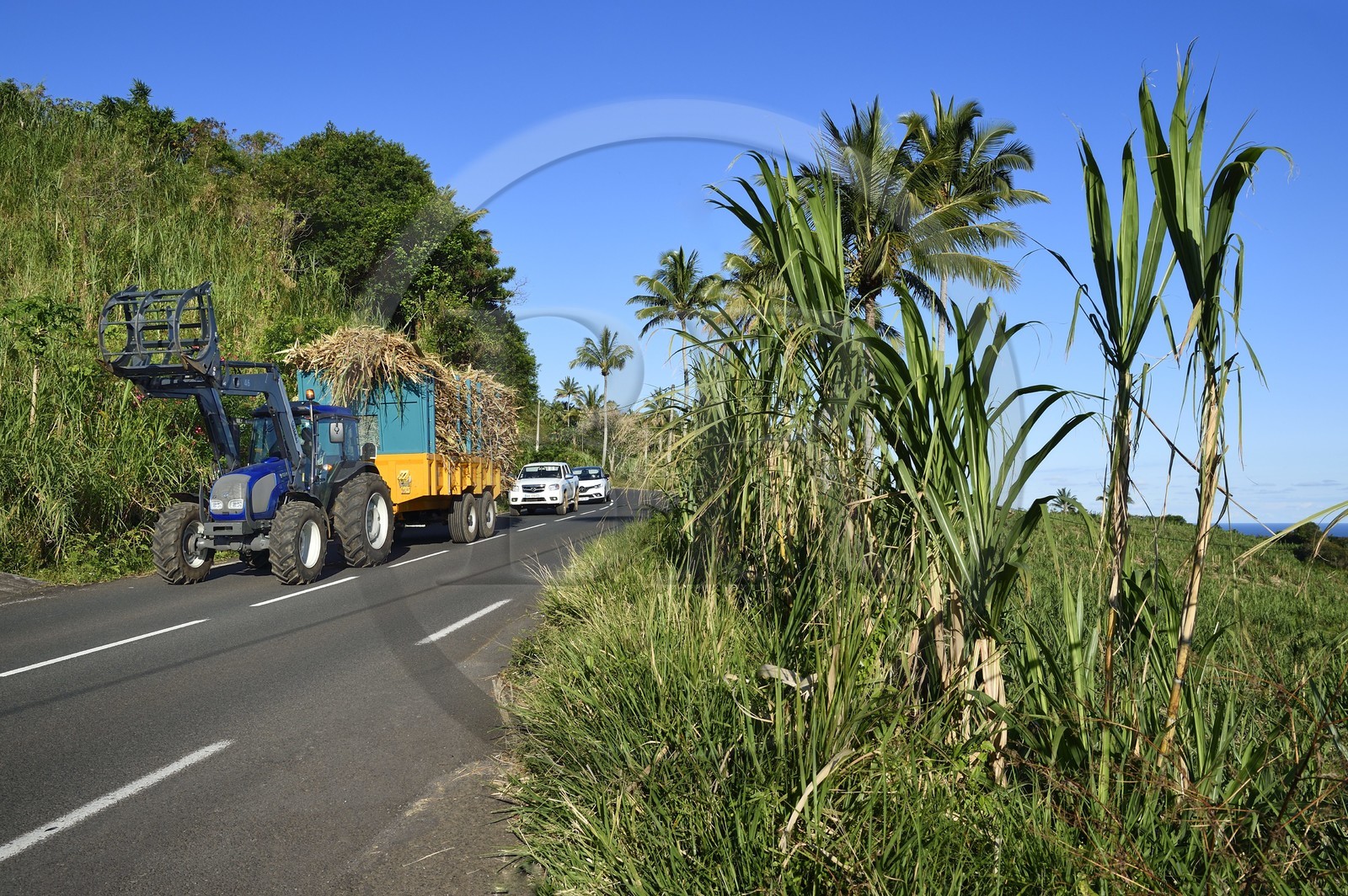 France, Ile de la Reunion, Saint-Philippe, tracteur transportant une remoque de canne à sucre (surnommé Cachalot)