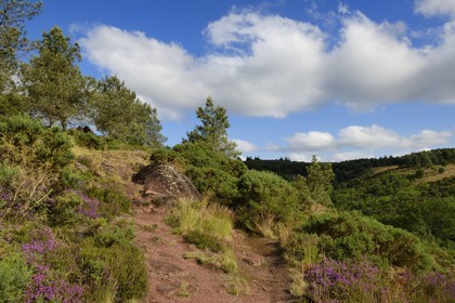 France, Morbihan (56), forêt de Brocéliande, Tréhorenteuc, la lande du Val sans retour