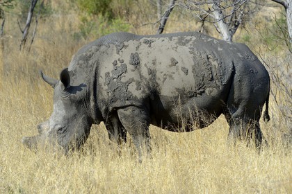 Zimbabwe, Matabeleland South Province, Matobo or Matopos Hills National Park, listed as World Heritage by UNESCO, White Rhinoceros (Ceratotherium simum), adult male of about 15 years
