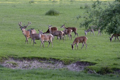 France, Bas-Rhin (67), Birkenwald, la harde de cerfs et biches dans le parc du chateau