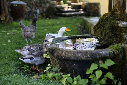 France, Var (83), Provence Verte, Bras, vers Saint-Maximin-la-Sainte-Baume, la maison d'hôtes Le Peyrourier une campagne en Provence, canards au bord de la fontaine