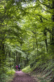 France, Bas-Rhin (67), Parc Naturel régional des Vosges du Nord, La Petite Pierre, chemin dans la forêt au pied du chateau de Lutzelstein