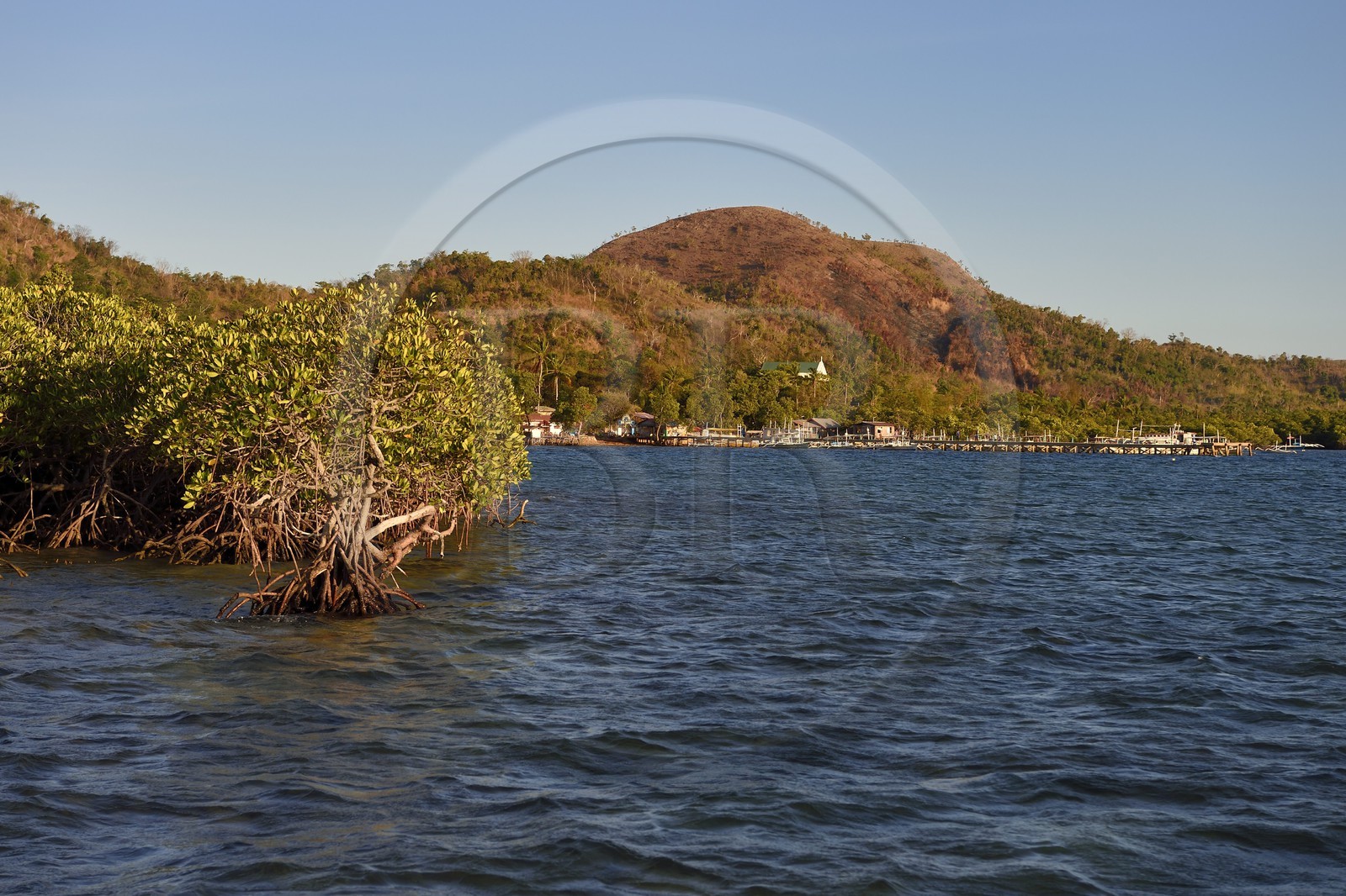 Philippines, Calamian Islands in northern Palawan, Uson Island in Coron Bay, the mangroves near the village of Barangay Lajala,