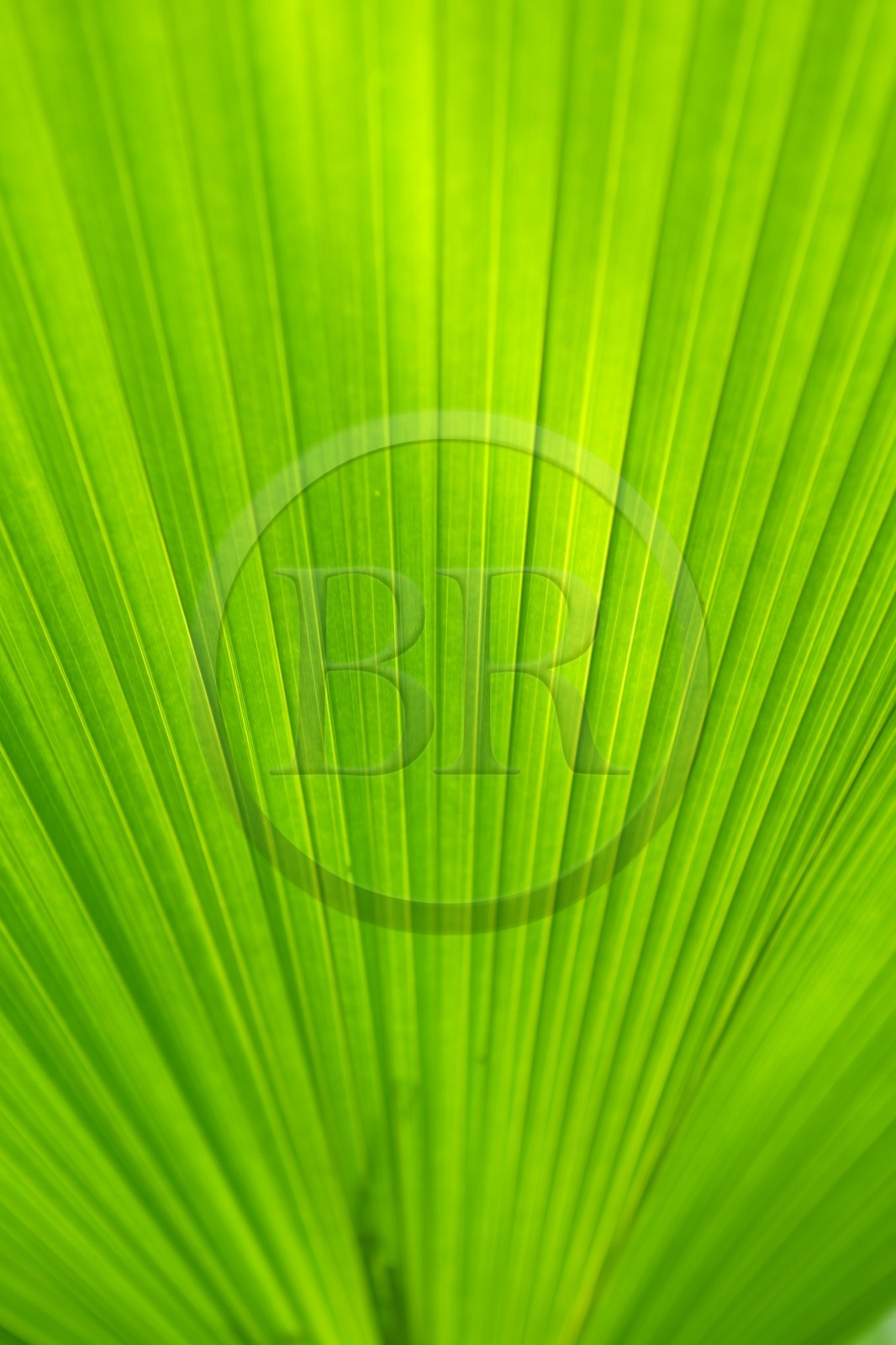 France, Ile de la Reunion, Petite Ile, jardin tropical, palmier Licuala Grandis