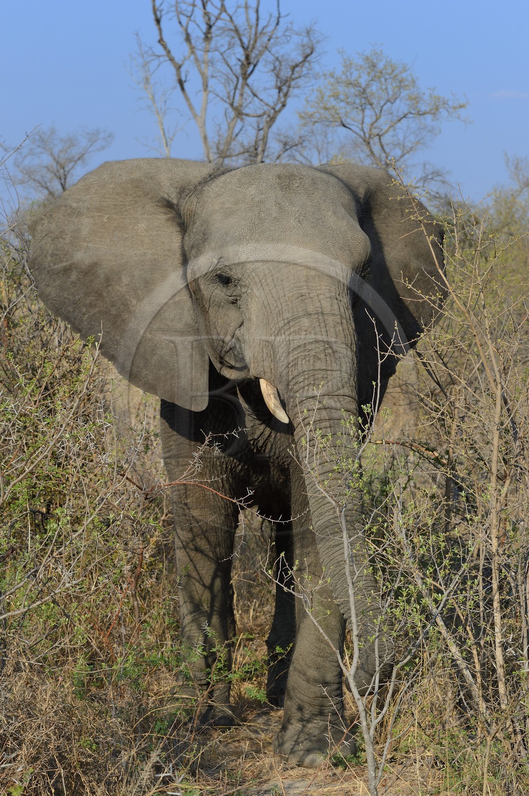 Zimbabwe, province des Midlands, Gweru, Antelope Park, éléphant d'Afrique (Loxodonta africana)