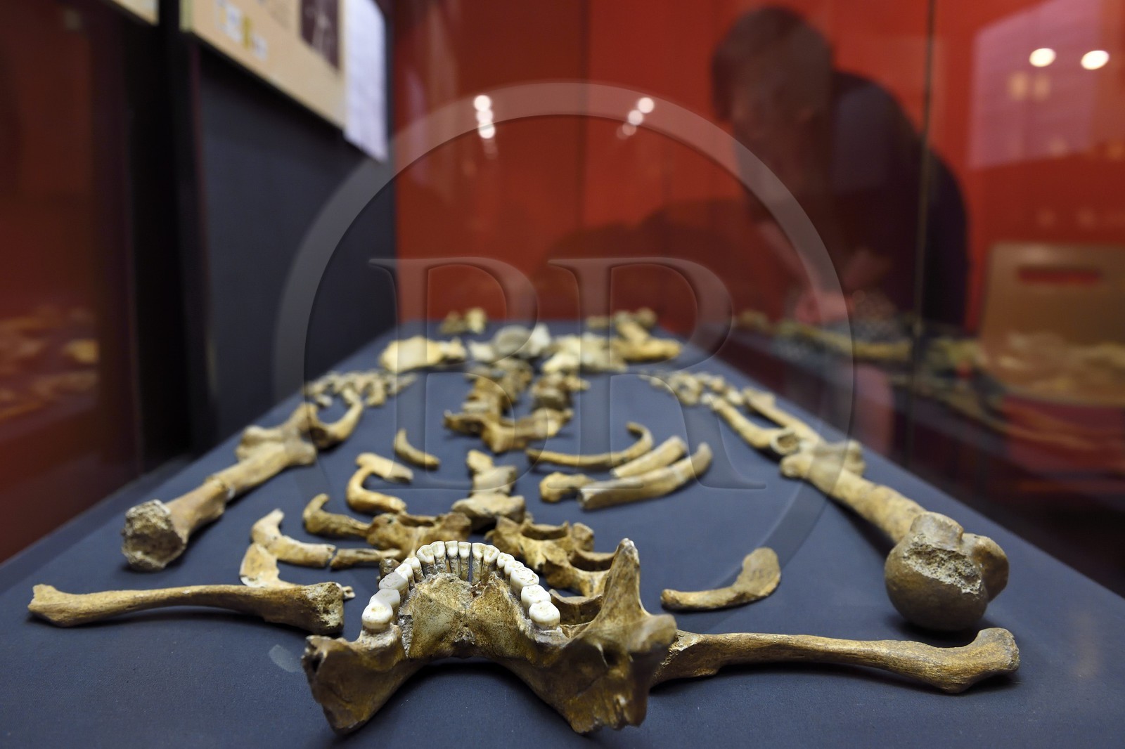 France, Dordogne, White Perigord, Perigueux, museum of Art and Archaeology of the Perigord (MAP), Prehistory Section, Regourdou Man skeleton (85,000 years BP)