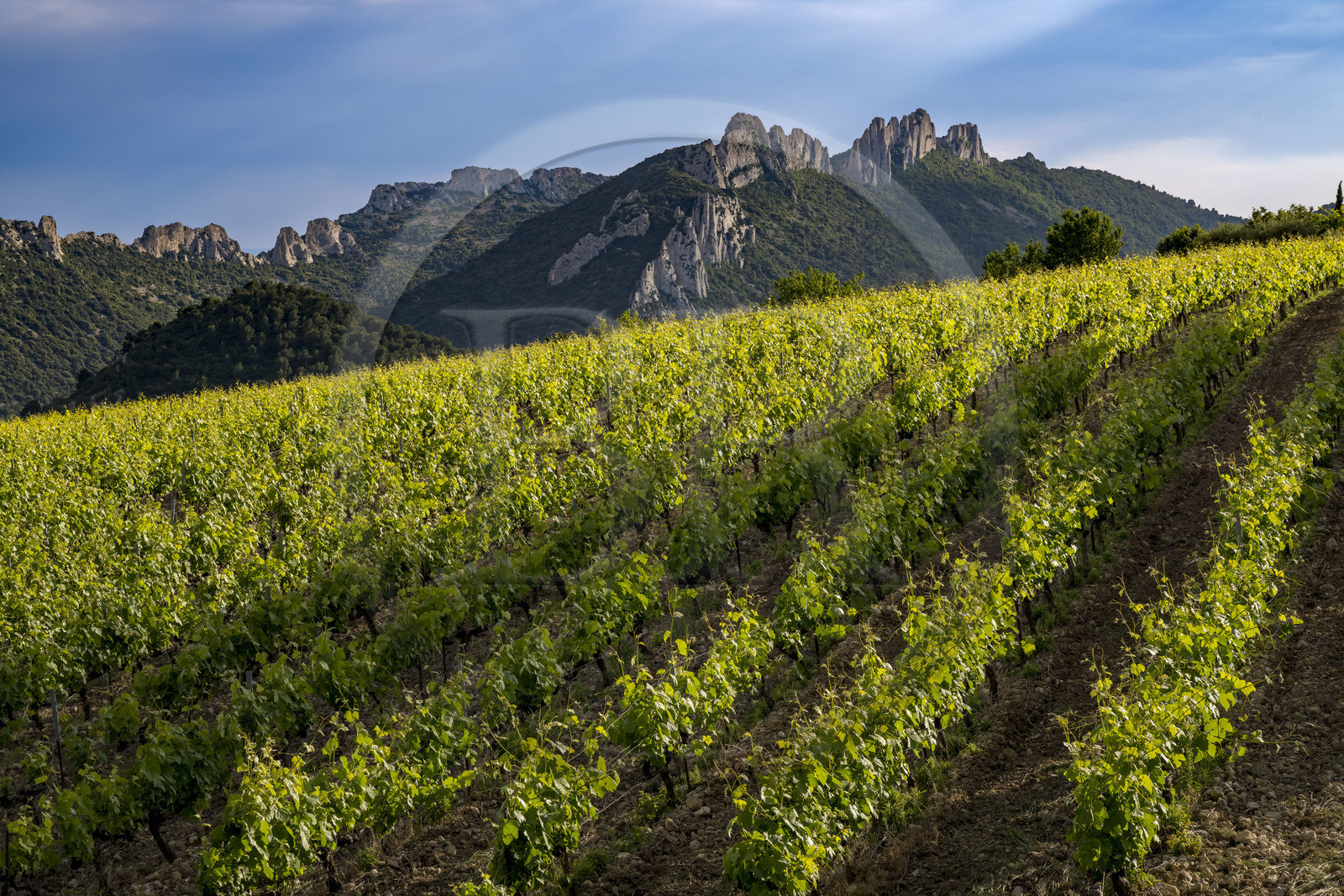 France, Vaucluse (84), Dentelles de Montmirail, vignobles en restanques, la montagne des Dentelles Sarrasines à droite et le Grand Montmirail à gauche en arrière plan