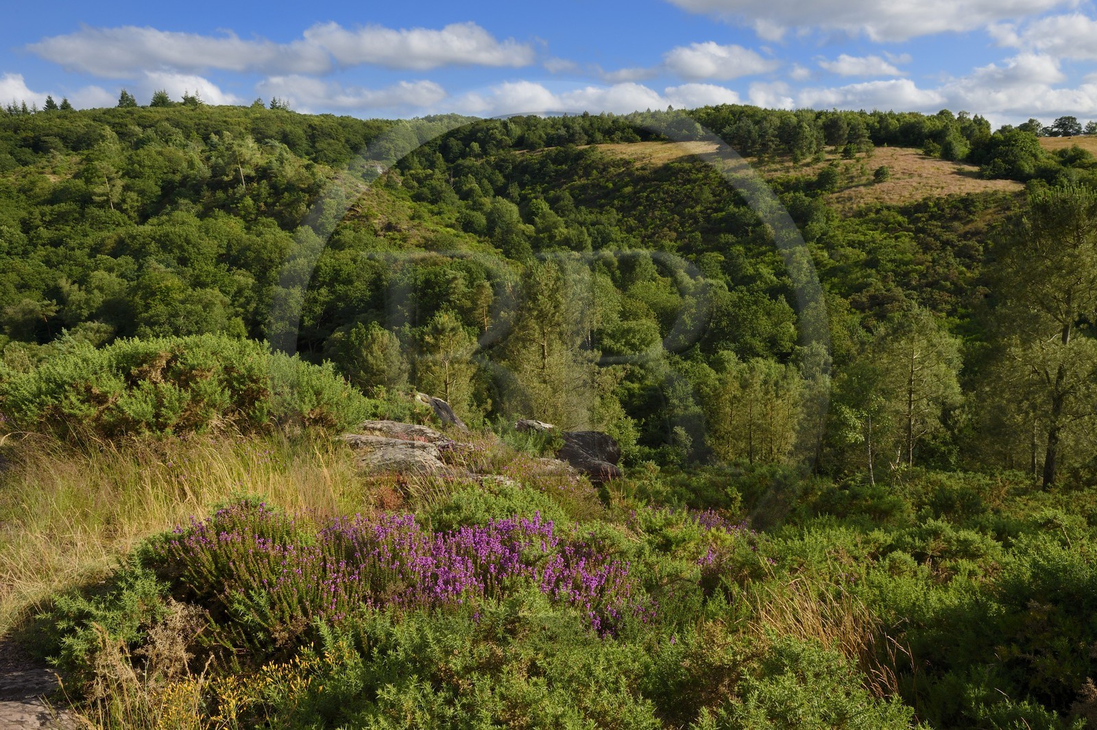 France, Morbihan (56), forêt de Brocéliande, Tréhorenteuc, le Val sans retour