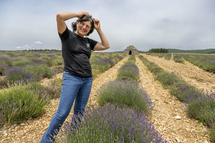 France, Drôme (26), Drome provençale, Pays de Sault, Ferrassières, la lavandicultrice Nathalie Busi dans son champ de lavandes (lavandin grosso), cabane en pierre sèche appelée borie en arrière plan