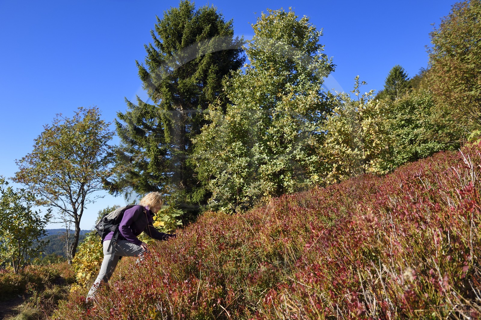 France, Haut-Rhin (68), Parc naturel régional des ballons des Vosges, Rimbach-près-Masevaux, randonneur sur le GR5 à la Chaume de Haute Bers, myrtillier