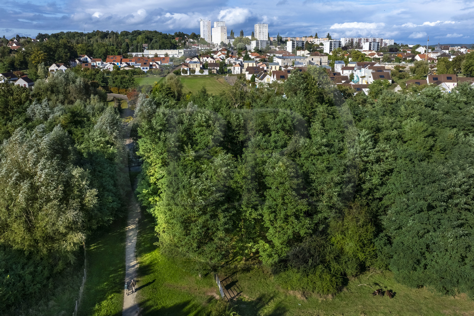 France, Yonne, Auxerre, the Green Belt, sheep from the Brichères eco-grazing area in the Hauts d’Auxerre  (aerial view)