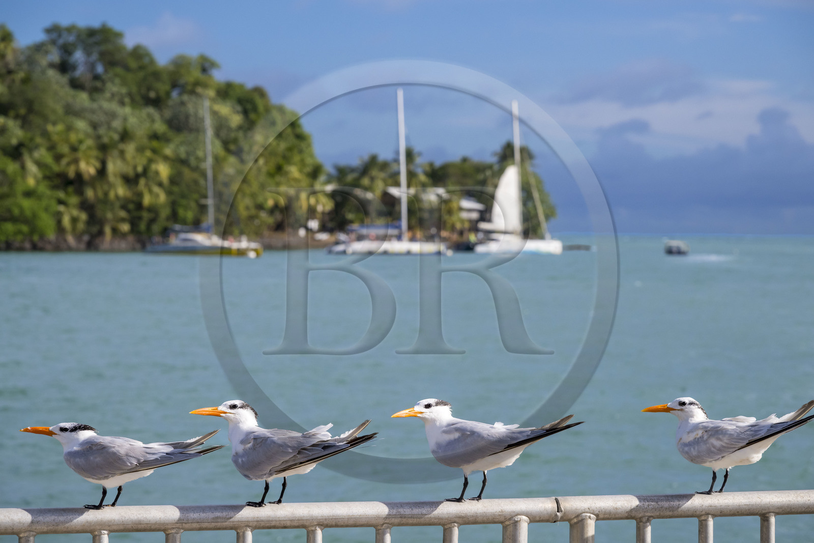 France, French Guiana, Kourou, Salvation Islands (Iles du Salut), Royal Island, royal tern (Thalasseus maximus)