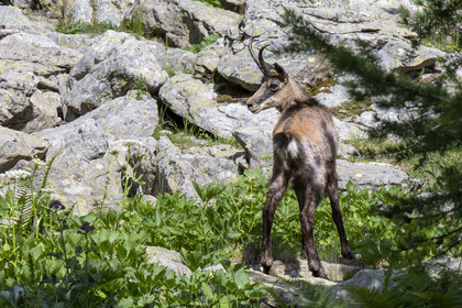 France, Alpes-Maritimes, Parc National du Mercantour (Mercantour national park), Haute Vesubie, Saint Martin Vesubie, Val du Haut Boréon, chamois (Rupicapra rupicapra) at Lac des Sagnes towards the Cougourde refuge