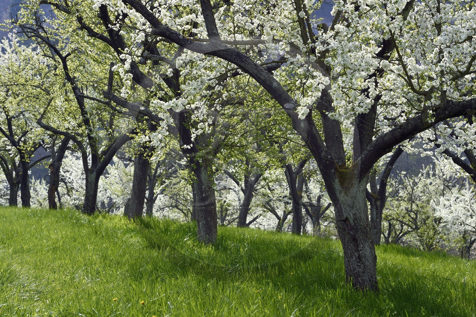 France, Meuse, Lorraine Regional Park, Cotes de Meuse, Saint Maurice sous les Cotes, mirabelliers (cherry-plum trees) in bloom