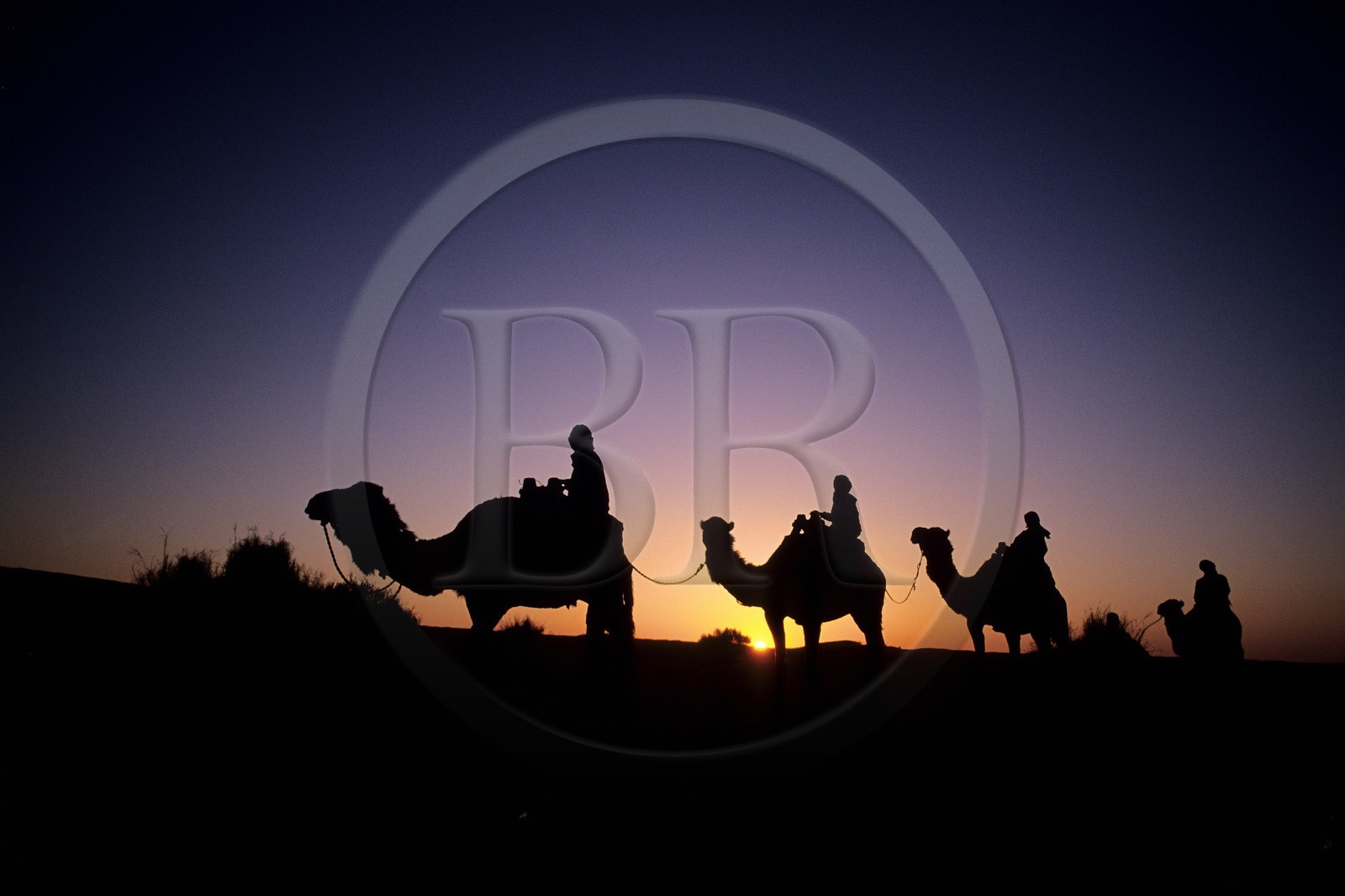 Tunisia, Southern Tunisia, Ksar Ghilane oasis, camel ride at dusk in the dunes of the Grand Erg Oriental