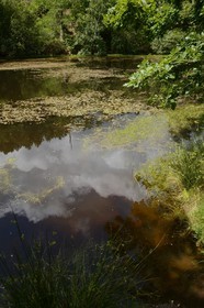 France, Morbihan (56), forêt de Brocéliande, Tréhorenteuc, la Mare aux Fées du Val sans Retour où selon la légende la Fée Morgane retenait ses amants infidèles