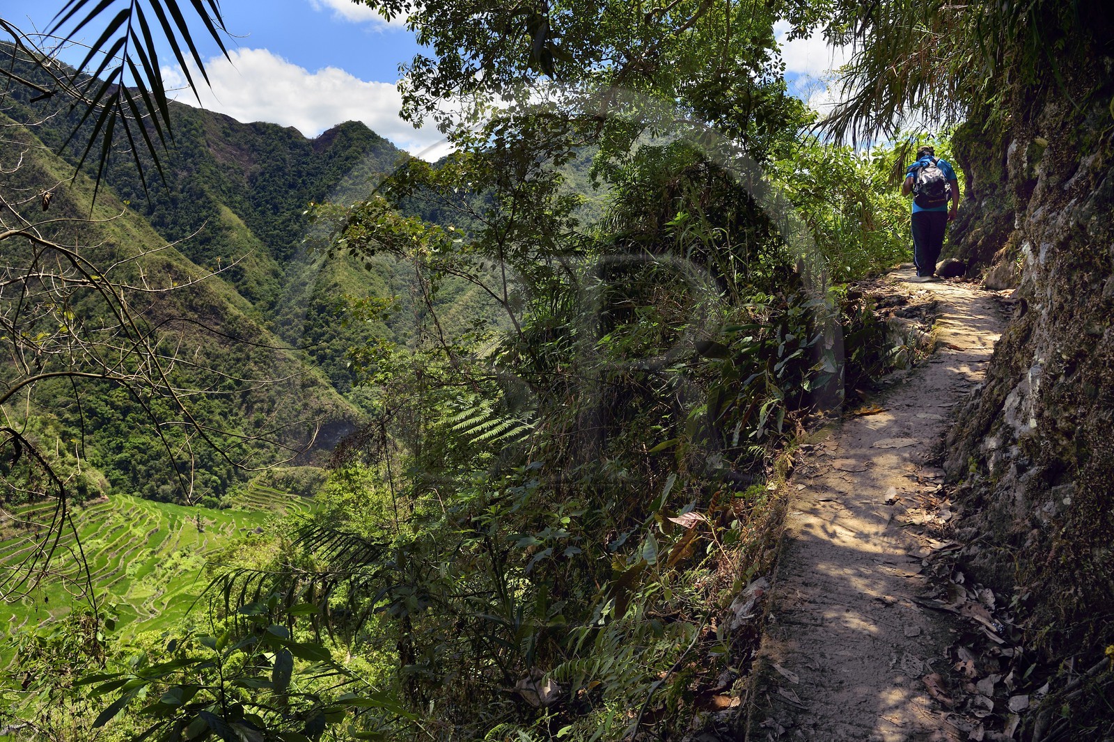 Philippines, Ifugao province, trek in the Banaue rice terraces around the village of Batad, listed as World Heritage by UNESCO