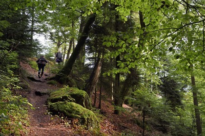 France, Bas-Rhin, Parc regional des Vosges du nord (Northern Vosges Regional Natural Park), La Petite Pierre, Trois Roches trail towards the Rocher Blanc (White Rock)