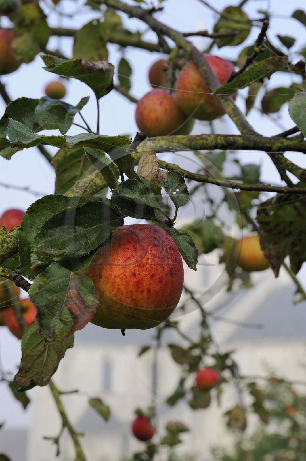 France, Seine-Maritime (76), Saint-Martin-de-Boscherville, Abbaye Saint-Georges de Boscherville du XIIe siècle, pommier