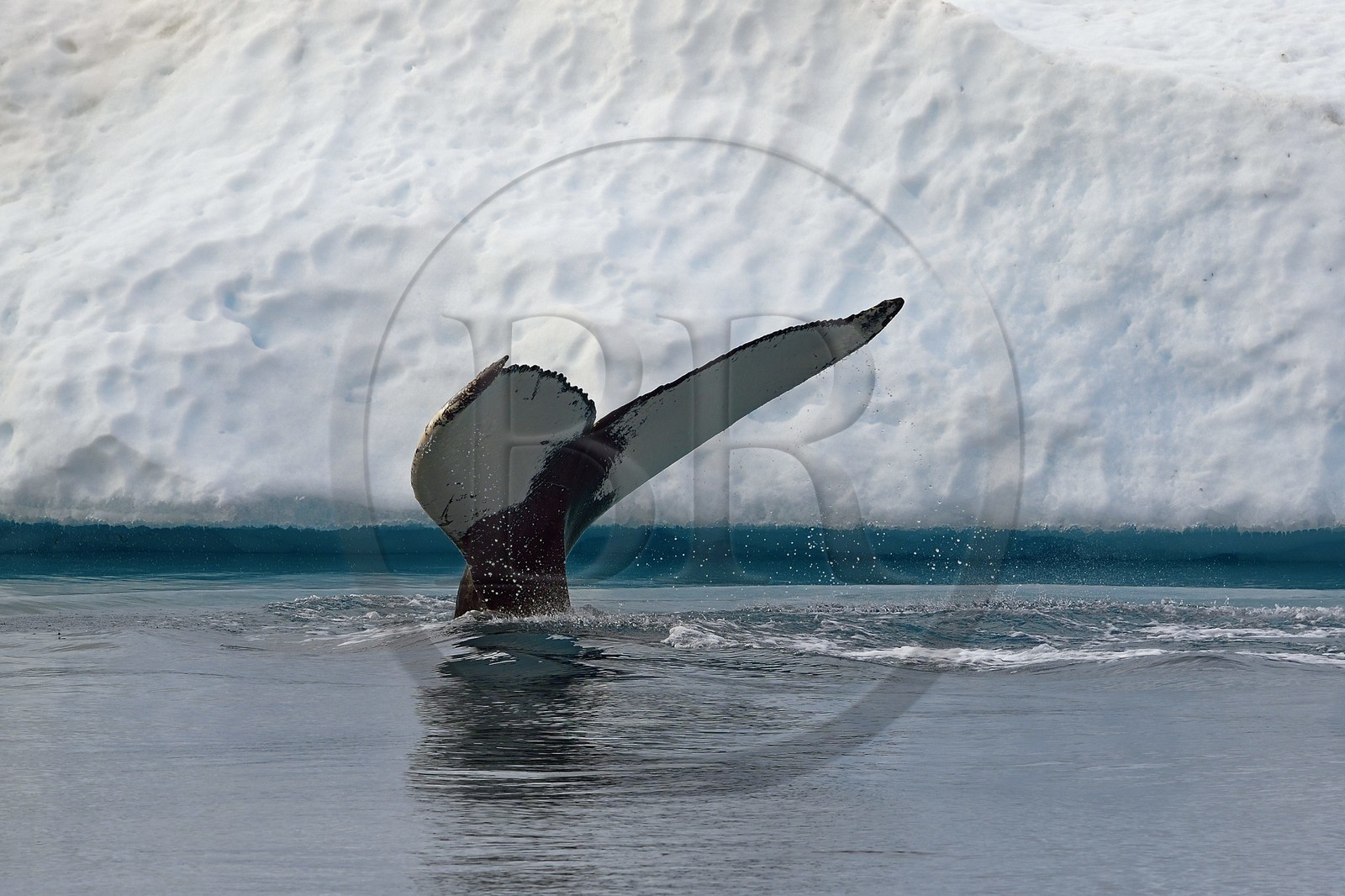 Groenland, cote ouest, baie de Disko, Ilulissat, fjord glacé classé Patrimoine Mondial de l'UNESCO qui est l’embouchure maritime du glacier Sermeq Kujalleq, queue d'une baleine à bosse ou rorqual à bosse (Megaptera novaeangliae) en plongée devant un iceberg