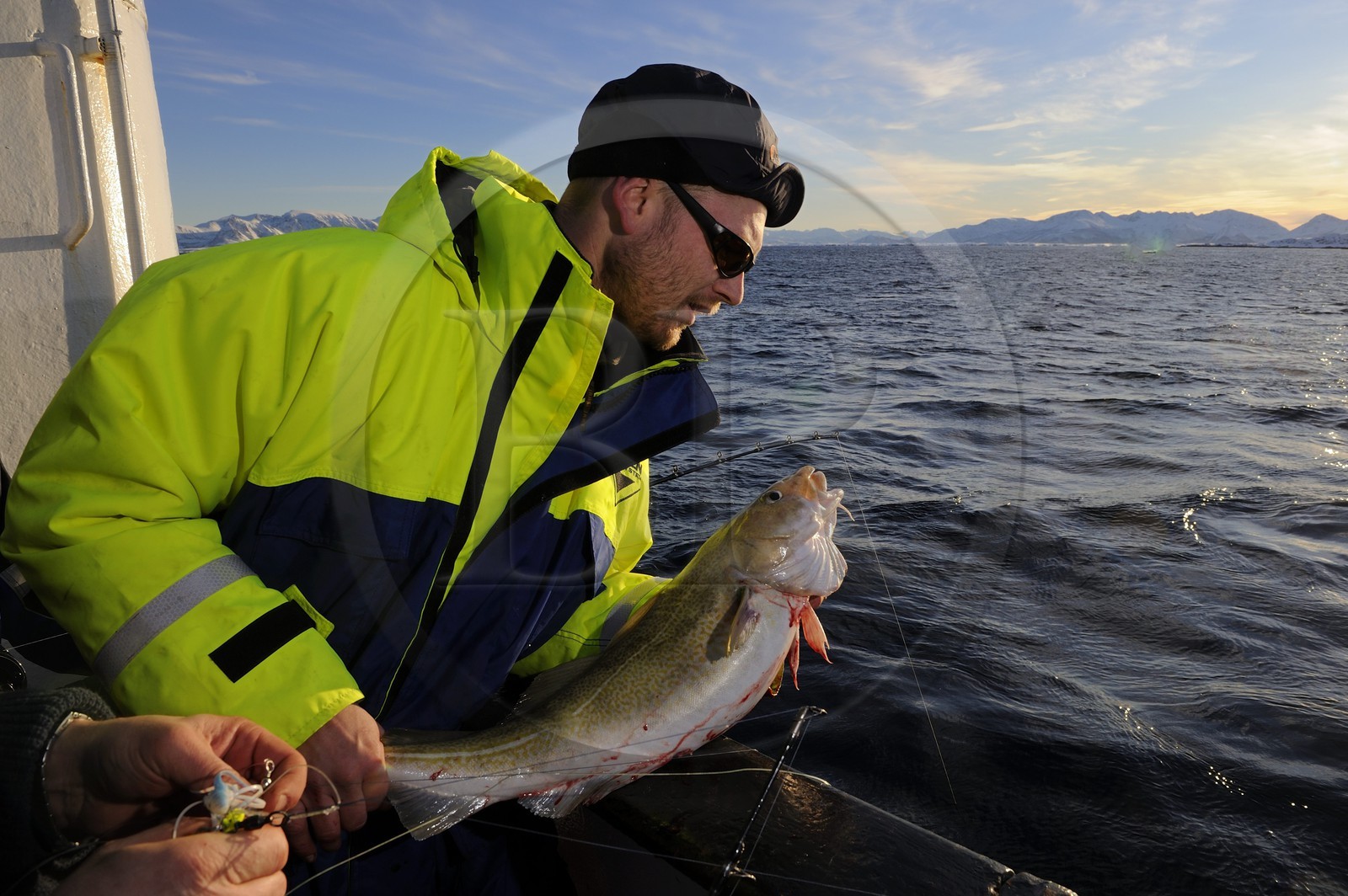Norvège, Nordland, Iles des Westeralen, région de Myre, pêche d'un cabillaud skrei