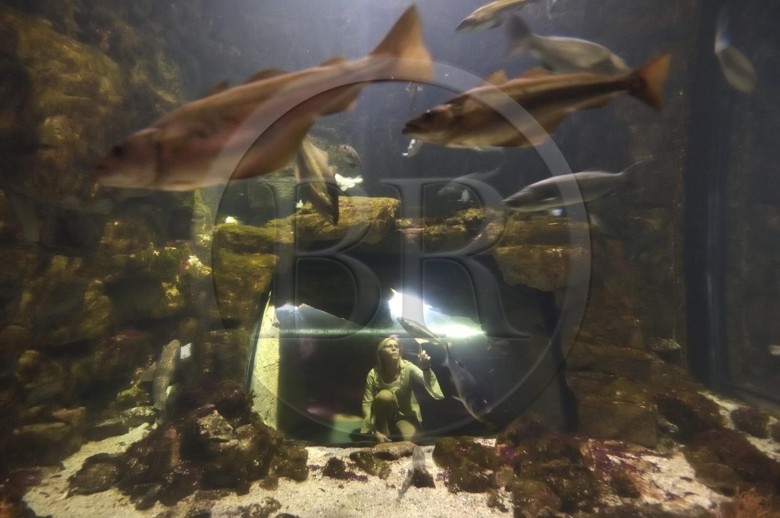 France, Charente-Maritime (17), La Rochelle, l'Aquarium