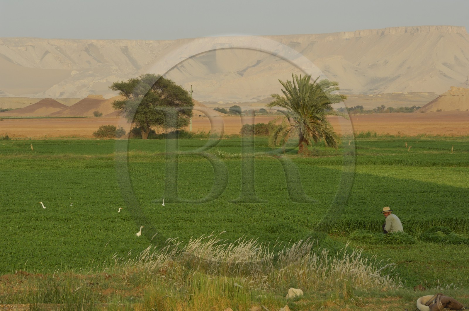 Egypte, désert libyque, oasis de Dakhla, travaux des champs