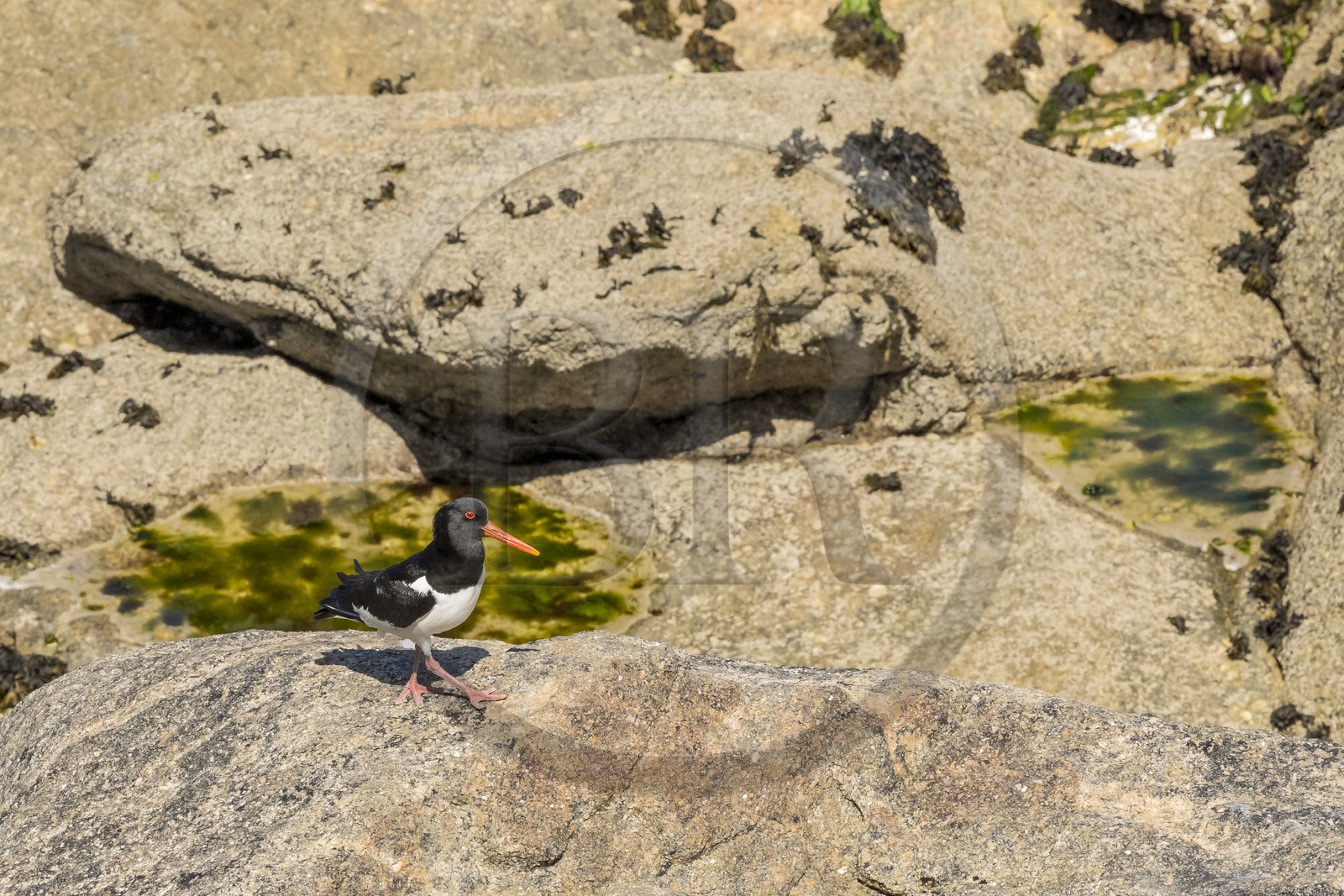 France, Finistère (29), Pays des Abers, Ile Vierge dans l'archipel de Lilia, huitrier pie (Haematopus ostralegus)