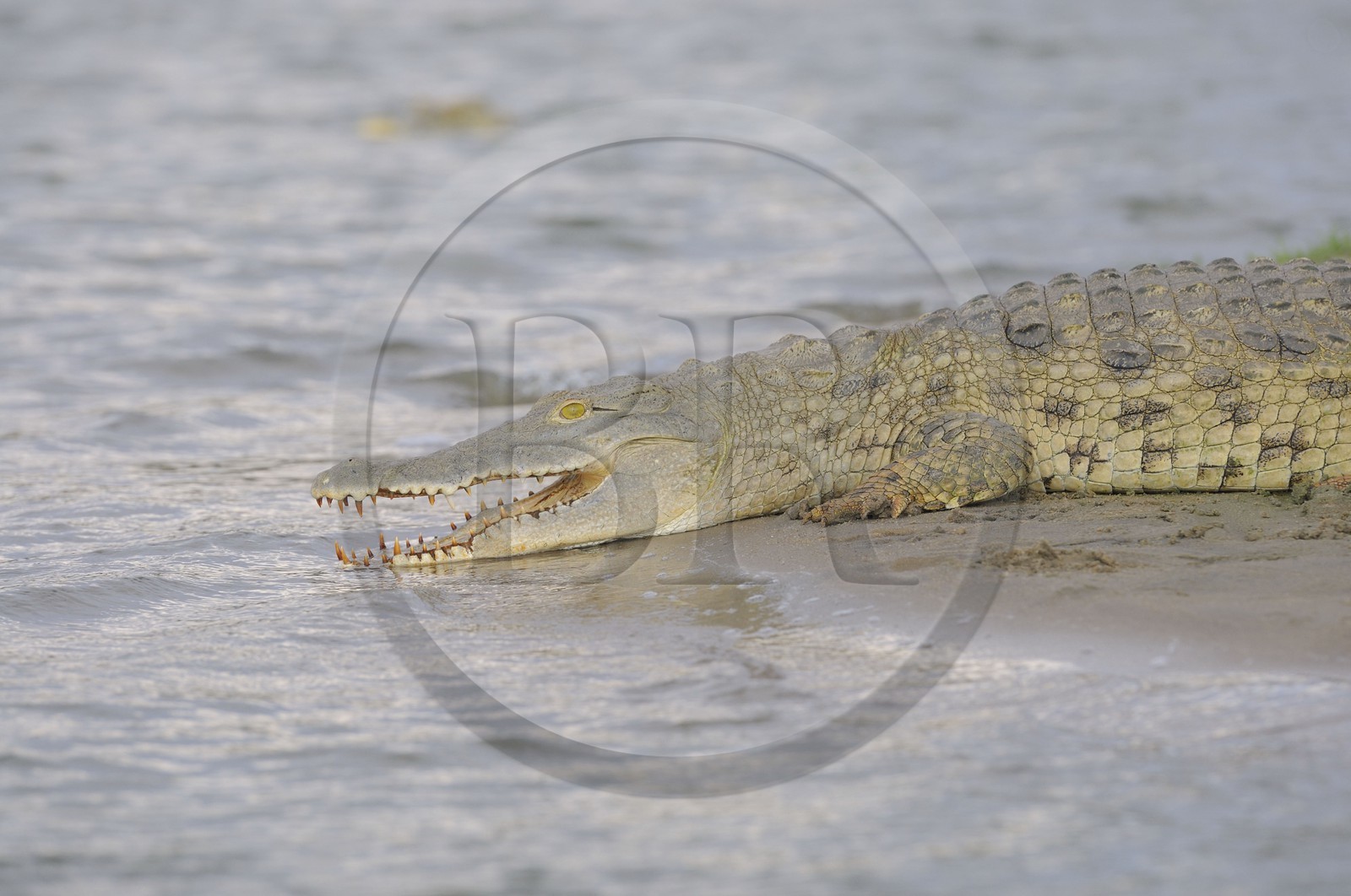 Tanzanie, Reserve de gibier de Selous une des plus grandes zones protégées au monde et inscrite sur la liste du patrimoine mondial de l’Unesco depuis 1982, crocodile du Nil (Crocodylus niloticus) sur le lac Nzerakera formé par la rivière Rufiji