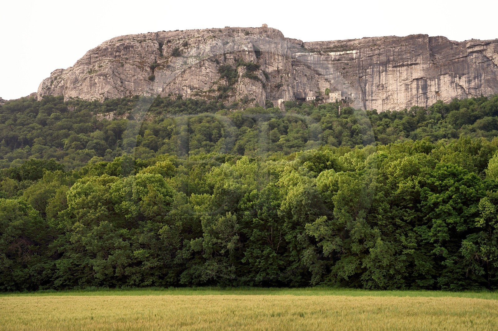 France, Var, Plan d'Aups Sainte Baume, Sainte-Baume Regional Nature Park, Sainte-Baume Massif, the national forest has been protected for several centuries, in the background the cave sanctuary of Sainte Marie-Madeleine on the side of the 300m cliff directly above the Saint-Pilon