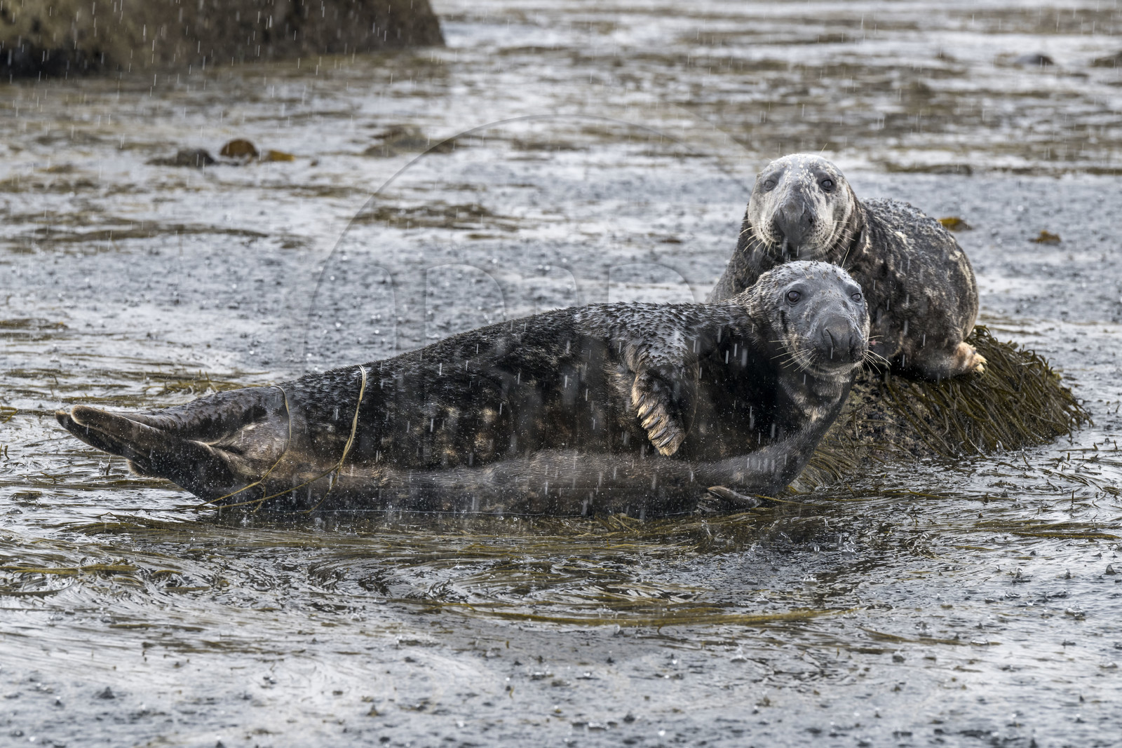 France, Finistère (29), Penmarch, archipel des Étocs, phoque gris (halichoerus grypus)